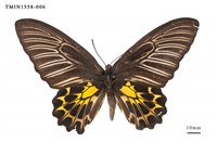 藏品(黃裳鳳蝶)的圖片